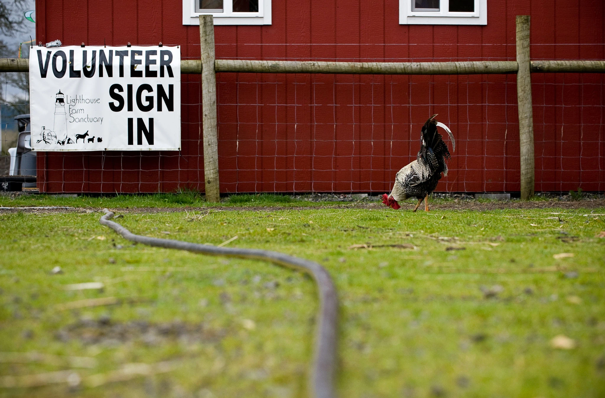 CHICKEN 1 superJumbo